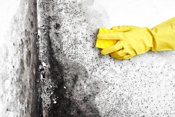 Best Emergency Mold Remediation  in Hauser, ID