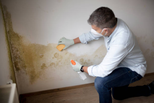 Best Industrial Mold Remediation  in Hauser, ID