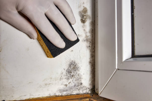 Best Mold Removal for HVAC Installations  in Hauser, ID