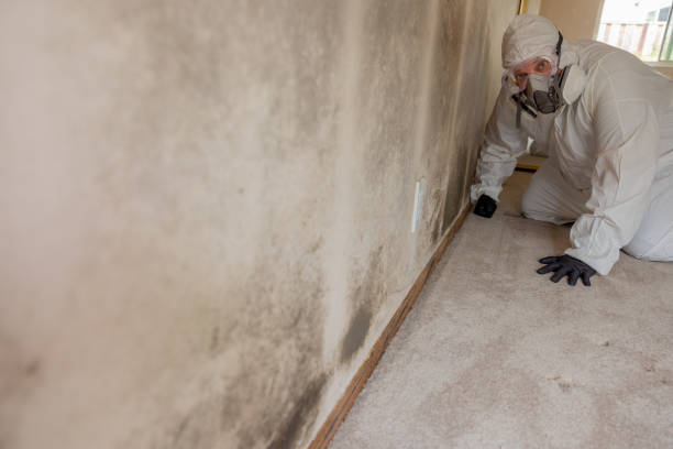 Best Mold Odor Removal Services  in Hauser, ID
